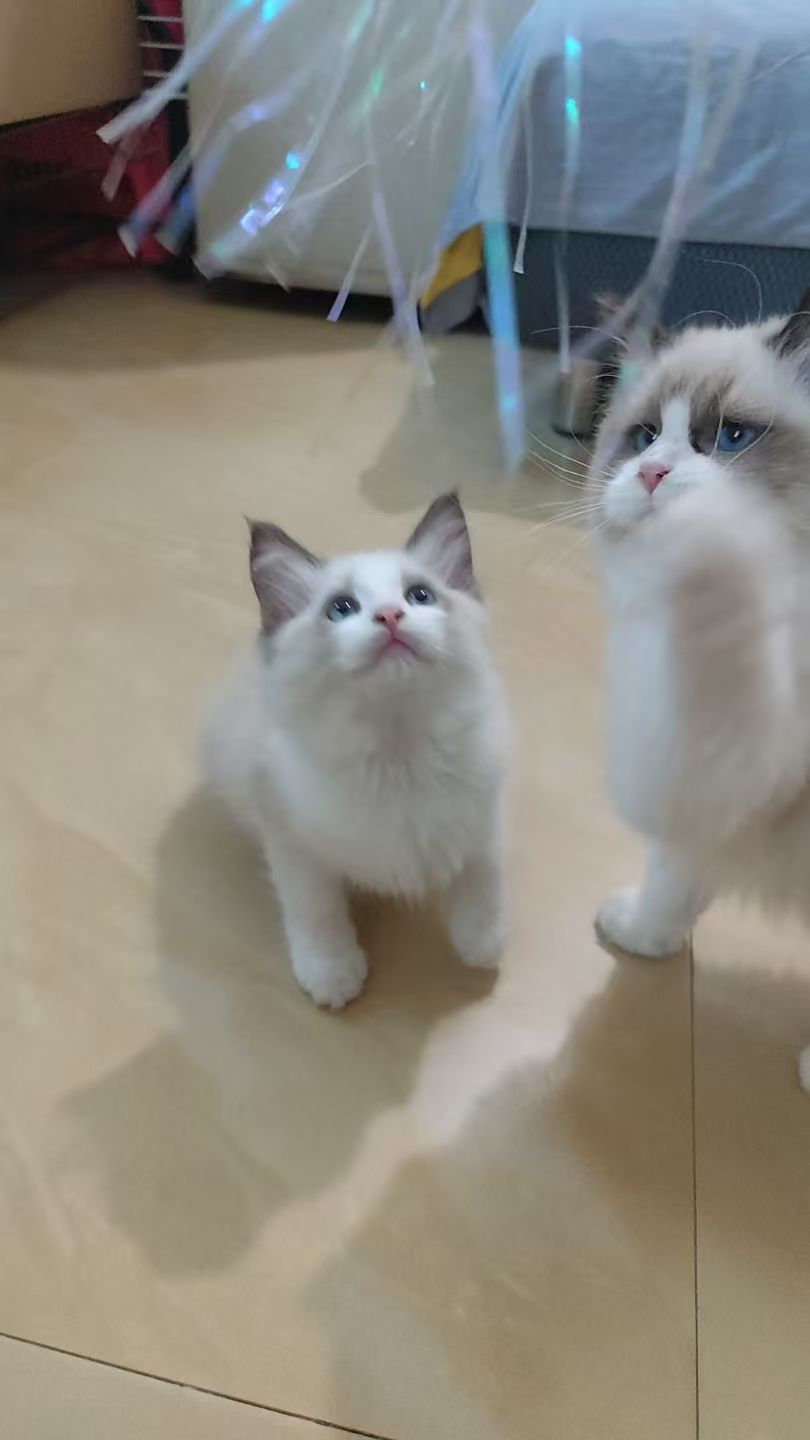 蓝双布偶弟弟妹妹各一。特价666出